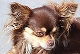 1art1 Chiens Posters XXL Chihuahua À Poil Long Marron Affiche 120x80 cm