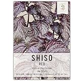 Seed Needs, Red Shiso Herb Seeds for Planting (Perilla frutescens) Single Package of 300 Seeds - Heirloom, Non-GMO & Untreated