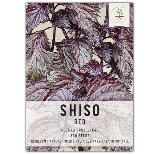 Seed Needs, Red Shiso Herb Seeds for Planting (Perilla frutescens) Single Package of 300 Seeds - Heirloom, Non-GMO & Untreated Seed Needs, Red Shiso Herb Seeds for Planting (Perilla frutescens) Single Package of 300 Seeds - Heirloom, Non-GMO & Untreated