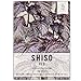 Package of 300 Seeds, Red Shiso (Perilla frutescens) Non-GMO Seeds By Seed Needs