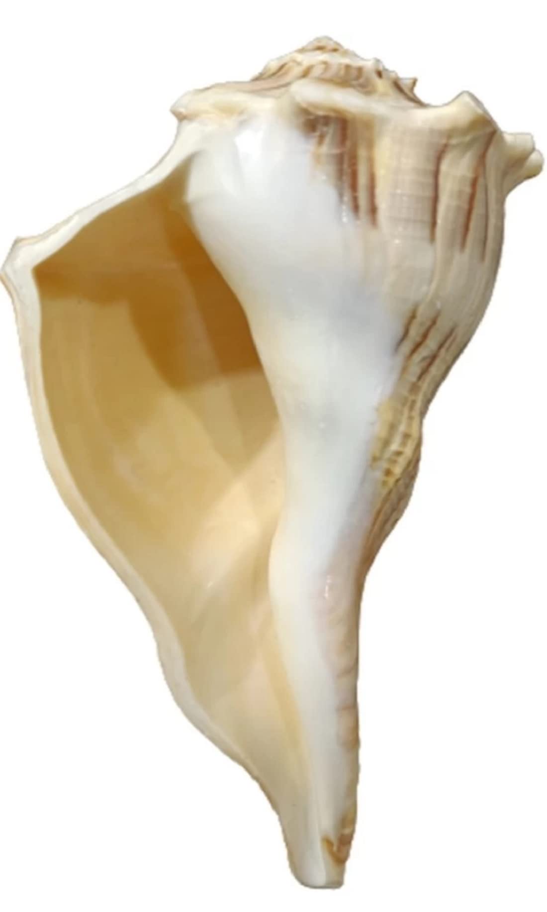 Dakshinavarti Shankh, Narayan Shankh Natural Non-Blowing Shankh for Pooja, Medium, 15 to 17 cm by Indian Collectible