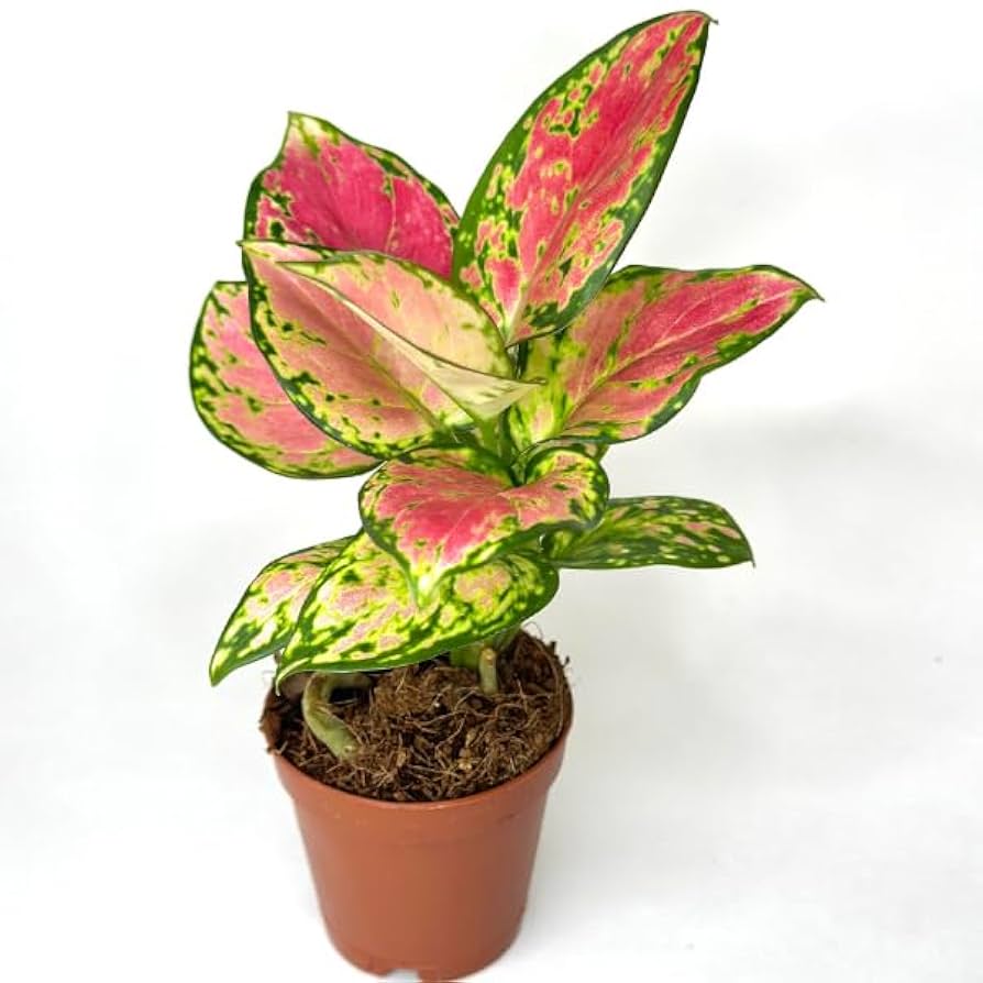 その他観葉植物 Aglaonema Pink Lookbay Amazon.com : Aglaonema Pink Beauty Live Plant in 2