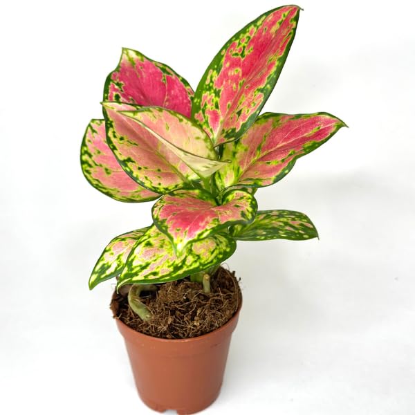 aglaonema 'beauty' Buy Aglaonema Pink Beauty: Elegant Indoor Plant for Your Home – Ugaoo main image 1
