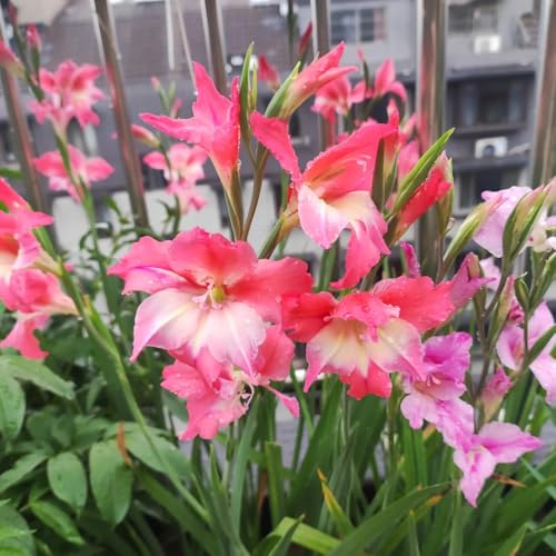 12bulbos de gladiolo en resistentes de gladiolo ramo, balcón resistentes para el jardín de otoño, primavera