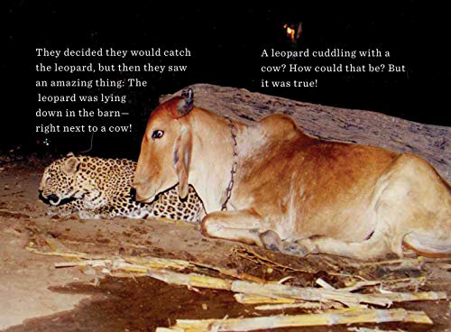 Unlikely Friendships for Kids: The Leopard & the Cow: And Four Other Stories of Animal Friendships - Image 2