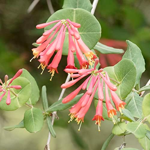 Lonicera Sempervirens Seeds Trumpet Honeysuckle Climber