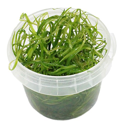 aquaristic.net Echinodorus Tenellus Grass Dwarf Plant 5 cm in Vitro Cup