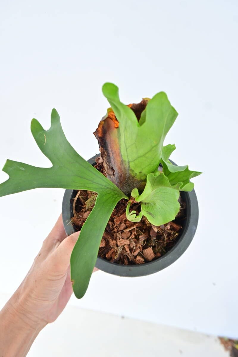Amazon.co.jp: P.coronarium dwarf spored② @bikamori com