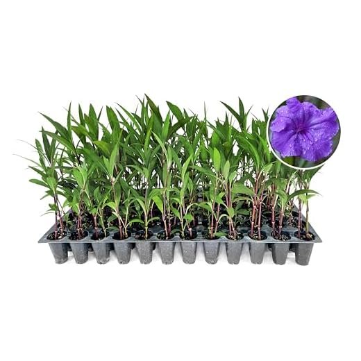 Vibrant Mexican Petunia Plants for Your Garden