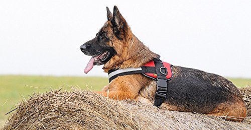 Dingo Dog Harness Handmade Reflective STRONG Modern Sport Type Black 13480 - Image 4