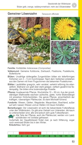 Landschildkröten-Futterpflanzen: 100 Wildkräuter einfach erkennen