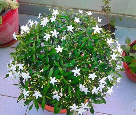 JooGTooK Chandni Plant Indoor Outdoor Decorative Live Plant With Pot (B0CB6JBFD2) Amazon Price History, Amazon Price Tracker