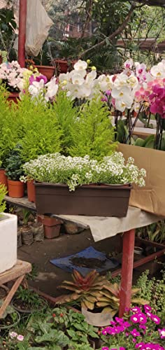 Hug A Plant | Reca 40cm Rectangle Window Planter | Pot for Home & Garden (40CM | 15.7INCH, Pack of 4, Ivory)