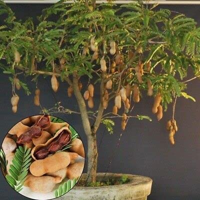 Bhumi Enterprise Rare Exotic (All Season) Sweet tamarind,Imli, Sweet Tentul, Misti Tentul Plant (Grafted) "Thailand variety"(Fruit After 1 Year)
