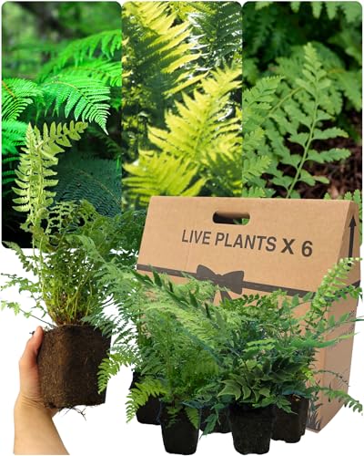 6 Mixed Live Fern Garden Plants - Growers Choice, Can Include Shield, Holly & Male. Established 1ltr Rootball, 30cm Tall. Ornamental Hardy Evergreen Garden Ready Outdoor Shrub or Indoor House Plant