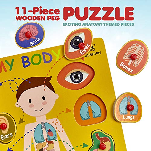 Wooden Peg Puzzle, My Body - Inside - Learning Educational Pegged Puzzle for Toddler & Kids (11 pcs) Gleeporte - Thumbnail 7
