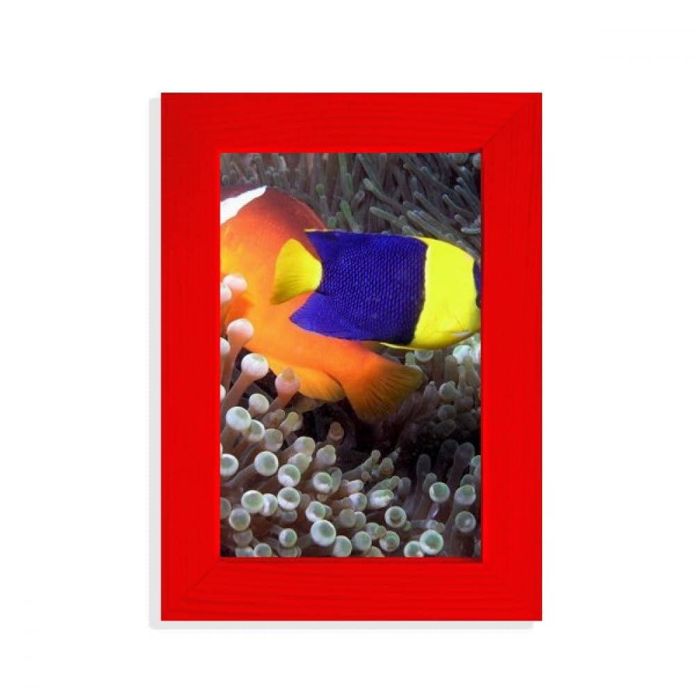 Cadre photo poisson océan Rouge une idée cadeau pour passionné de mer