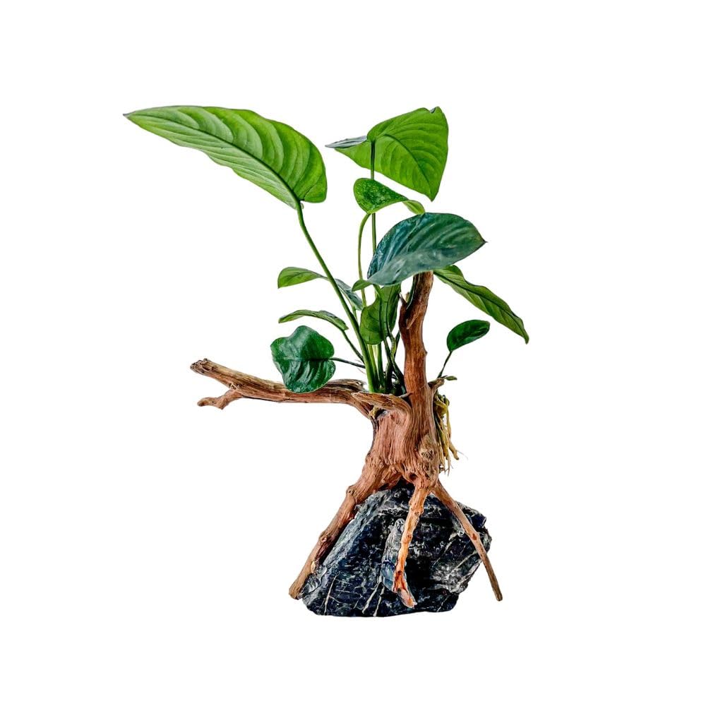 AquaOne Anubias barteri Plante sur racine de moorcie avec pierre Seiryu Décoration d'aquarium Plante aquatique Racine Roche Mini paysage Aquascaping Facile d'entretien