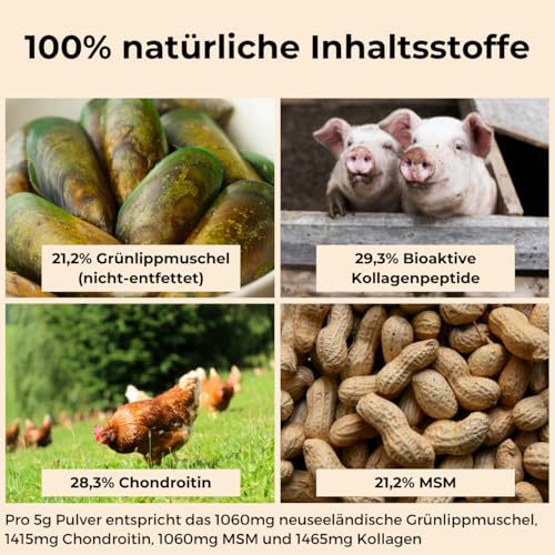 DOG NATIVE GelenkFit für Hunde, hochdosiertes Gelenkpulver mit Grünlippmuschel, MSM, Chondroitin & Kollagen, natürliches Pulver für Gelenke, 175g