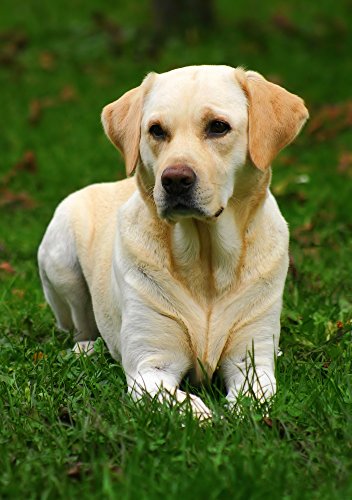 Skinners Field & - Prueba de Mantenimiento para Comida de Perro