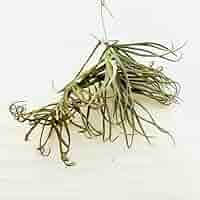 チランジア ドゥラティ ③ チランジア ドゥラティー サクサティリス Tillandsia duratii