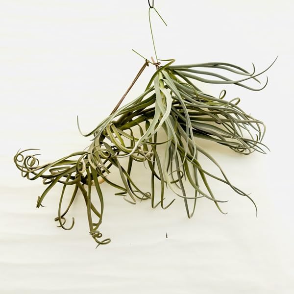 チランジア ドゥラティ ② Amazon｜観葉植物：チランジア エアープランツ ドラティ 現品
