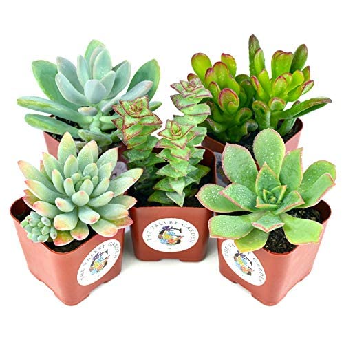 Mix de Cinco Suculentas Naturales Mini Plantas Crasas Ideales para Decorar el Hogar