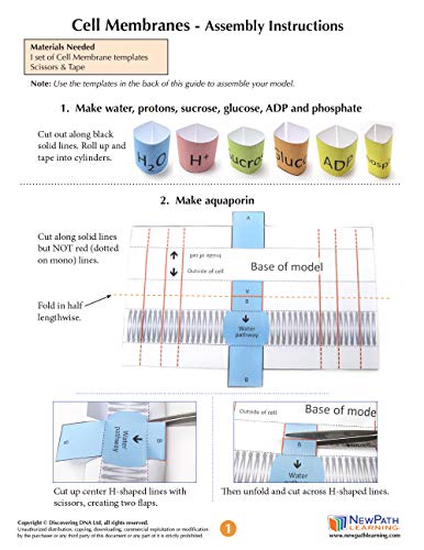 Plantillas Cell Membranas 3-D NewPath Learning para proyectos de biología escolar 3
