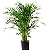 Goldfruchtpalme - Areca Dypsis Lutescens - Höhe 130-150 cm - ECHTE PFLANZE - KEIN EKUNSTPFLANZE
