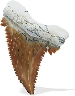 Starborn Genuine prehistoric Fossil Palaeocarcharodon, size m, one piece