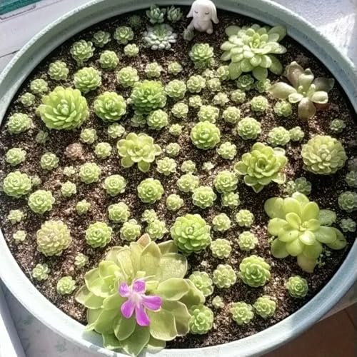 Semillas de mariposa, Pinguicula vulgaris, Las plantas de hoja perenne son resistentes semillas de plantas carnívoras, plantas de interior, plantas decorativas Las plantas de jardín 120pcs