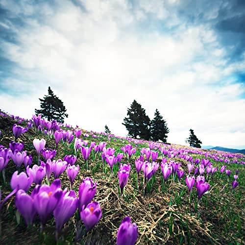 Krokusse Zwiebeln Winterhart MehrjäHrig Bodendecker Safran Krokus Zwiebeln...
