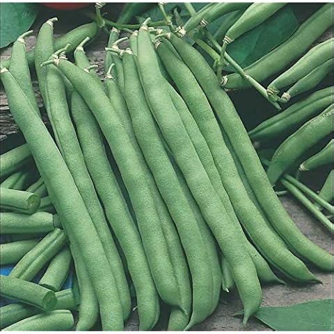 Bolly Bulbs® Climbing French Beans 'Blue Lake' Cover