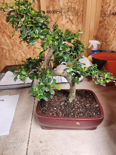 Indoor Fukien Tea Bonsai Tree, 15 Years Old, 10-inch Pot, White Flowers and Red Berries