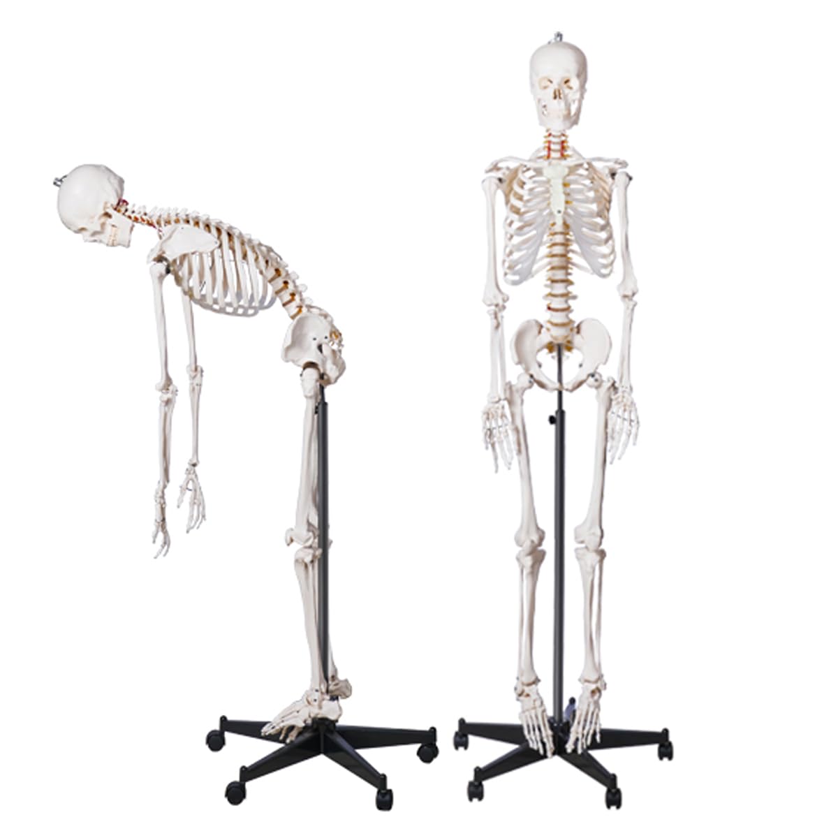 Modello di scheletro umano professionale Scheletro anatomico a grandezza naturale da 170 cm