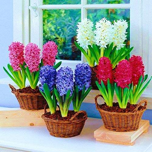 Navya germination Hyacinth Flower Bulbs Best Pack of 4 Imported Hybrid