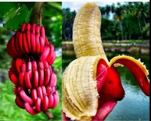 Banana Sweet Red Banana/Red Kela Fruit Tree Hybrid Most Popular Home/Roof Garden Fruit Tree Plant. (B0CHP39LV2) Amazon Price History, Amazon Price Tracker