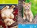 Play, Kitty!: Level 1 (National Geographic Readers)