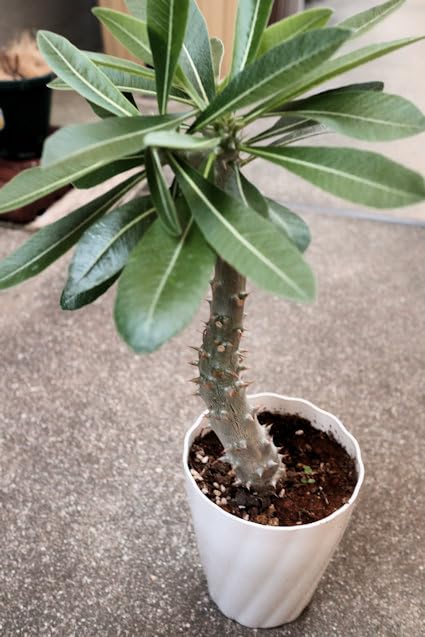 パキポディウム　デンシフローラム　塊根植物 パキポディウム・デンシフローラム 3.5号鉢 | | 多肉・塊根植物