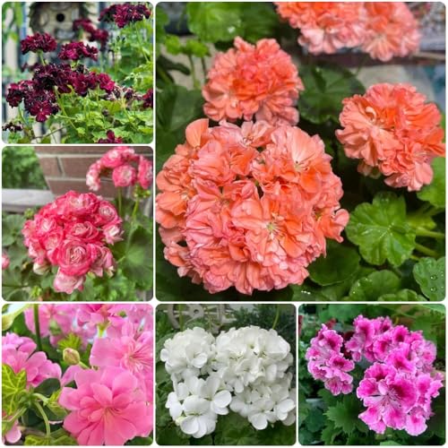 Semi di geranio, biologici Pelargonium hortorum, resistenti per il giardino per luoghi soleggiati semi di geranio 200pcs