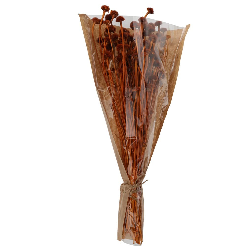 Bouquet Fleurs Séchées Marguerite 55CM Terracotta