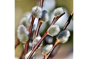 10 Pussy Willow Live Plant Cuttings Grow Kit