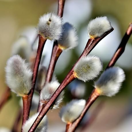 10 Pussy Willow Live Plant Cuttings Grow Kit