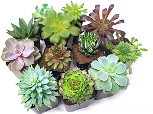 Pack 10 Atractivas Suculentas Plantas Naturales en Mini Macetas