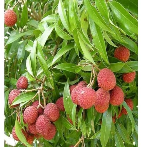 Image of Special Sweet Hybrid Seedless Grafted Litchi Plant, Lychee /Lichu Healthy Live Plant Original Variety for Indoor and Outdoor