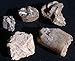 Five Assorted Baculite Cephalopod Fossil Specimens Collection from Montana