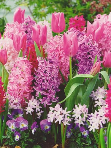 Blumenzwiebel Paket in rosa/lila/blau mit 130 Zwiebeln Tulpenzwiebeln Schneeglanz Hyazinthen Muscari