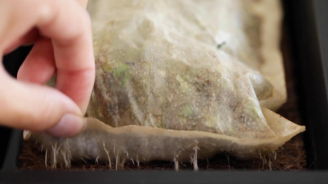 Amazon.com : HAMAMA Microgreens Growing Kit Broccoli & Salad