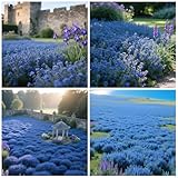 20000+ Blue Creeping Thyme Seeds for Ground Cover, Thymus Serpyllum, Perennial Flowering for Walkway Rock Garden & Lawn Alternative Drought Tolerant Deer Resistant Pollinator Friendly Non-GMO