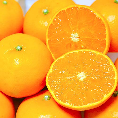 Q ݂ ZT[I i{[l 5kg MLTCY 1 QYi11܂őE11ȍ~͓20j ~Mtg k t[c JAЂߓ蒼